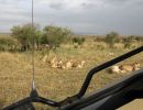 kenia   fotoverslag safari  