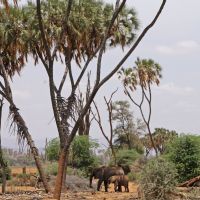 kenia   fotoverslag safari  